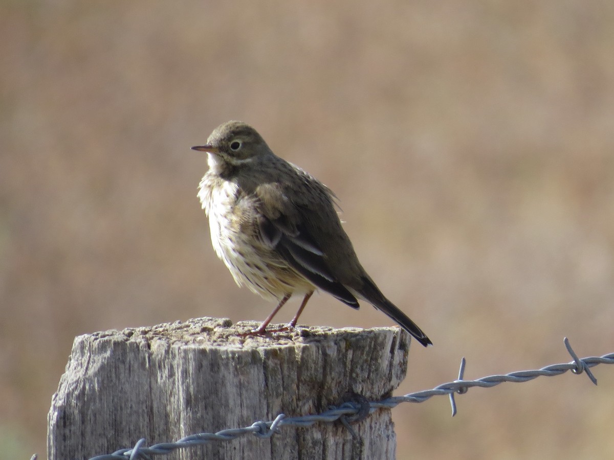 American Pipit - ML643931168