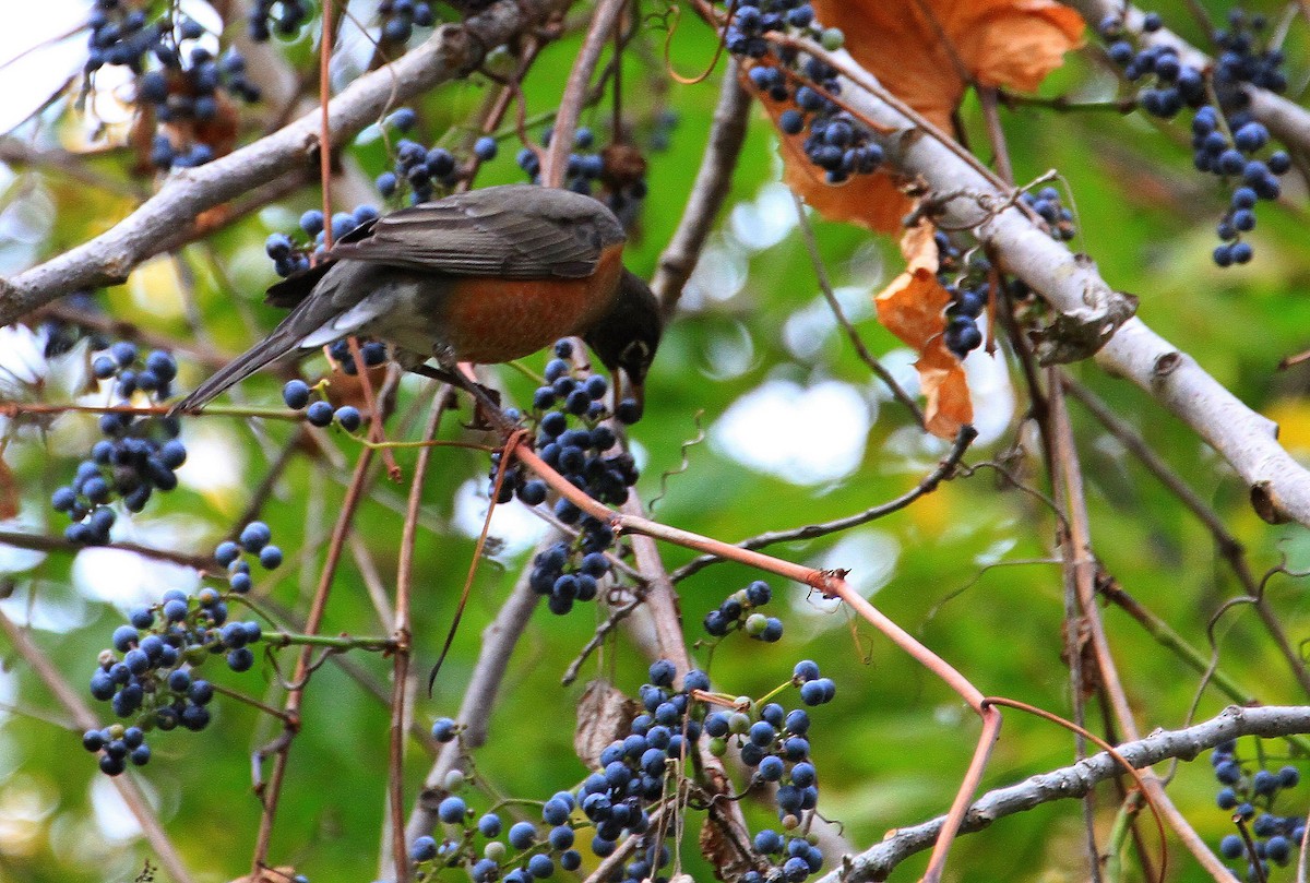 American Robin - ML643931170