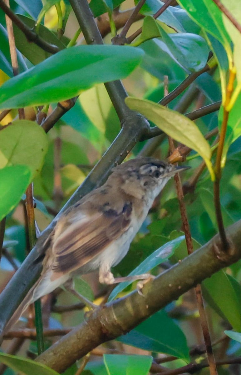 Хээрийн охил бялзуухай - ML643931215