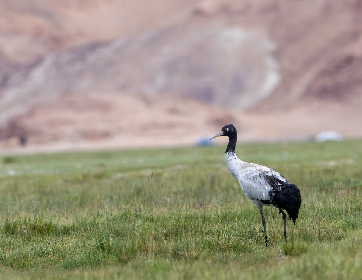 Black-necked Crane - ML643931247