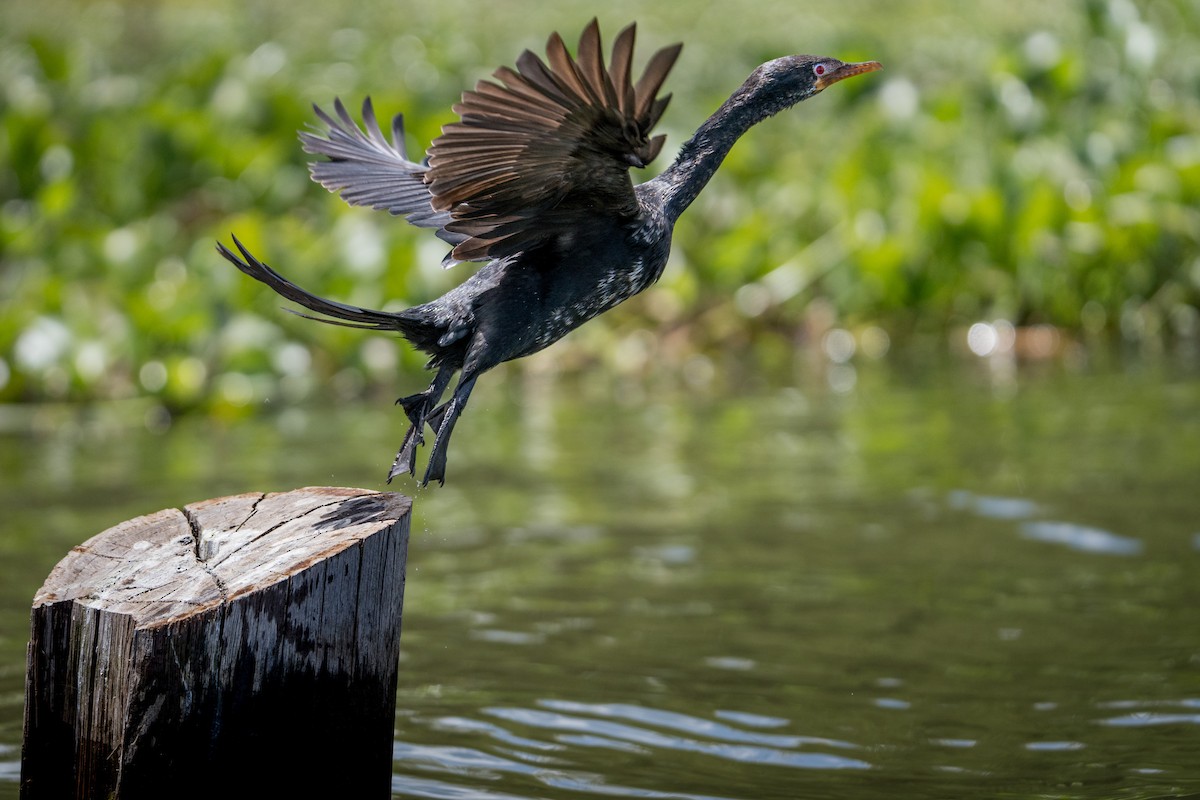 Reed Cormorant - ML643931252