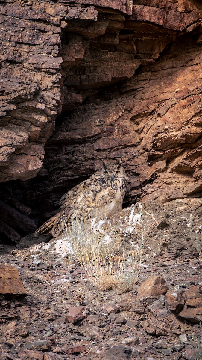 Eurasian Eagle-Owl - ML643931259