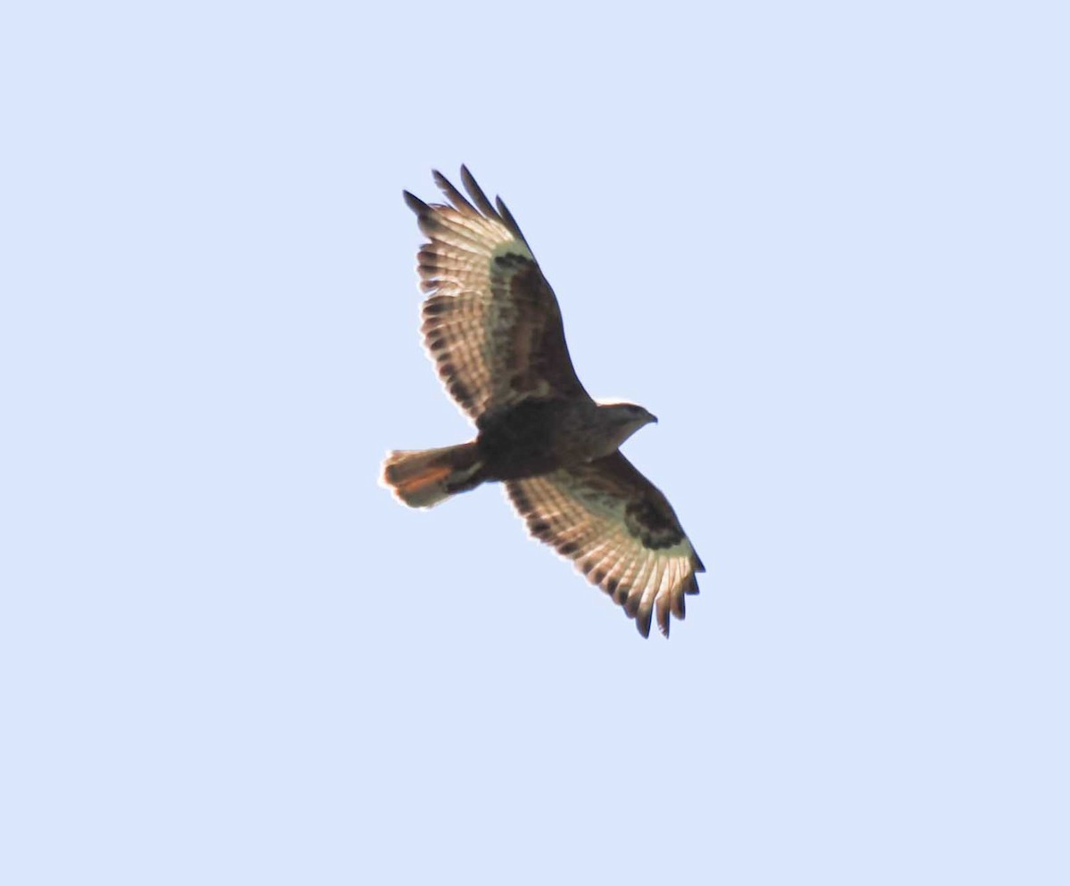 Buse forestière - ML643931277