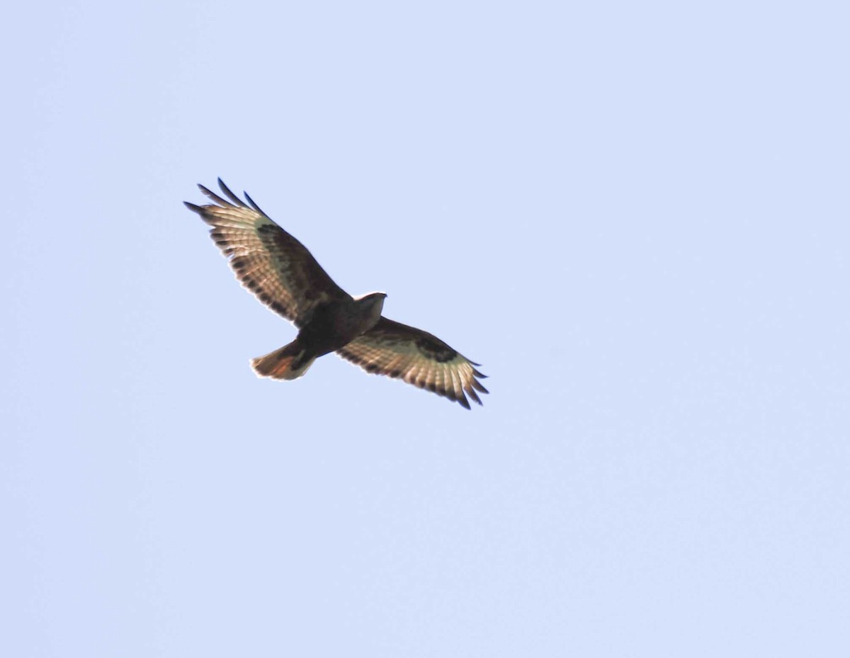 Buse forestière - ML643931279