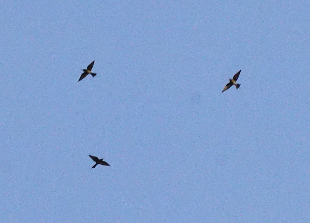 Blue-tailed Bee-eater - ML643931287