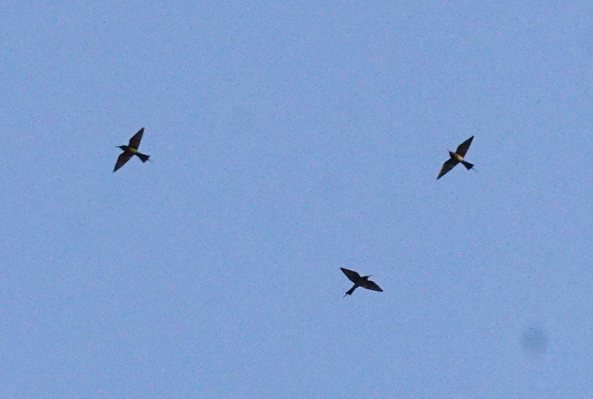 Blue-tailed Bee-eater - ML643931289