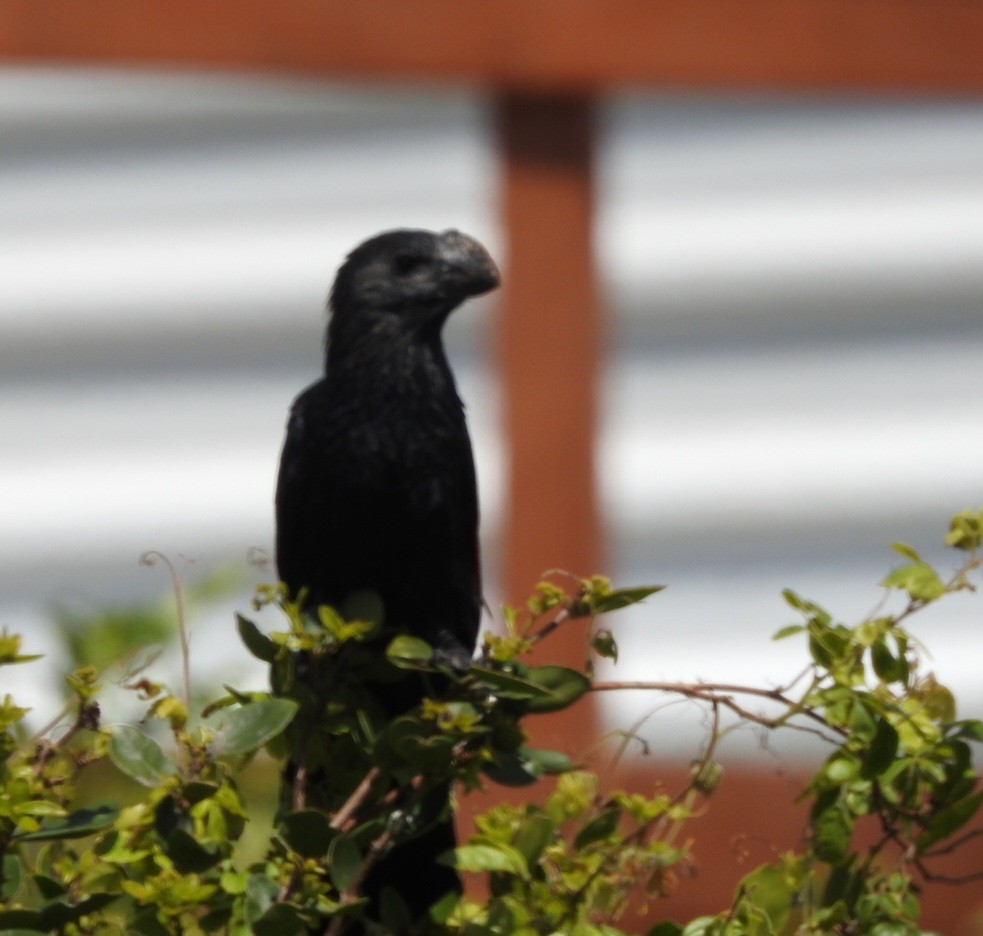 Smooth-billed Ani - ML643931296