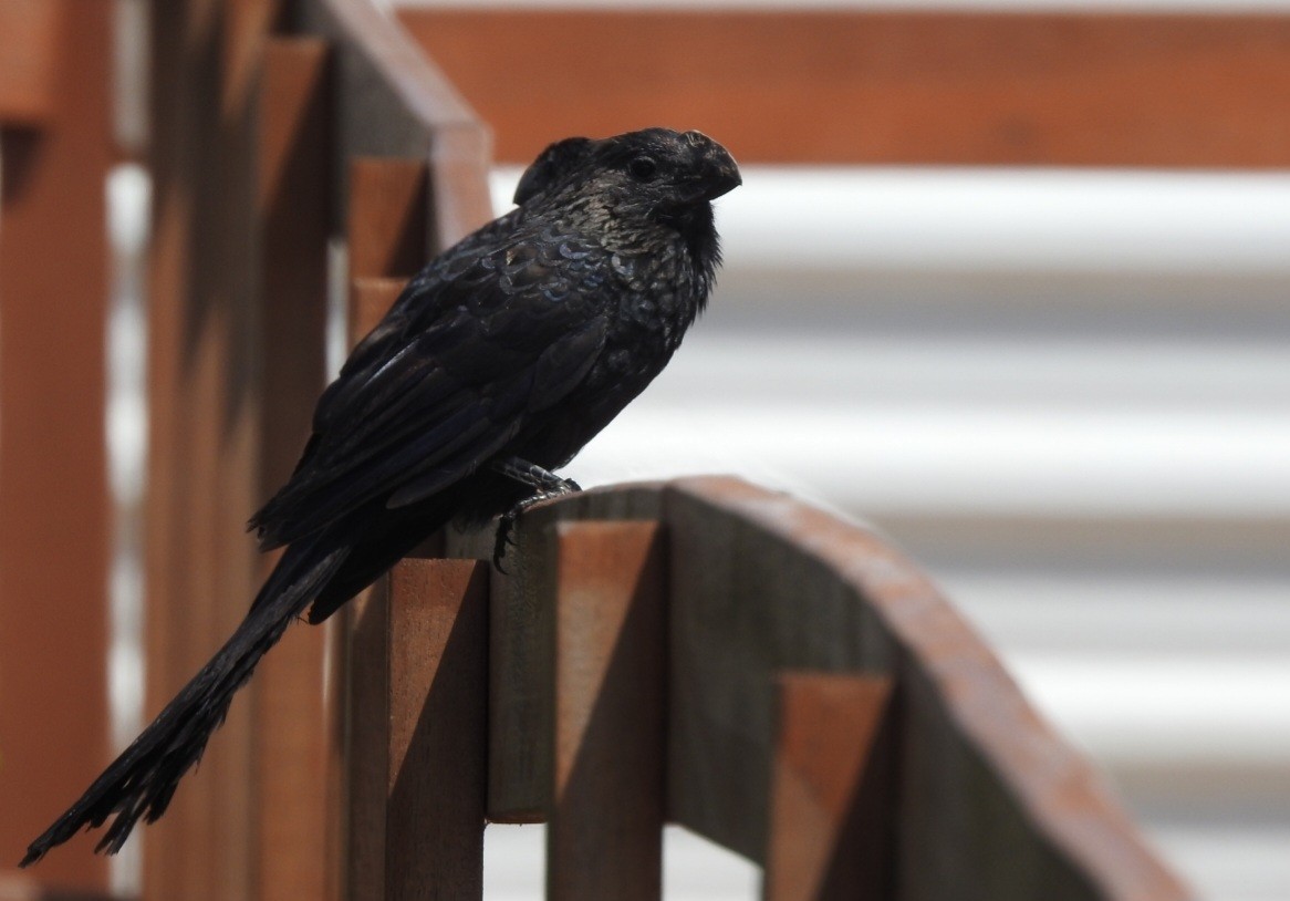 Smooth-billed Ani - ML643931297