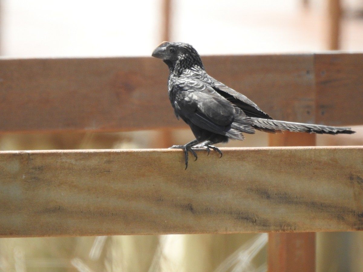 Smooth-billed Ani - ML643931298