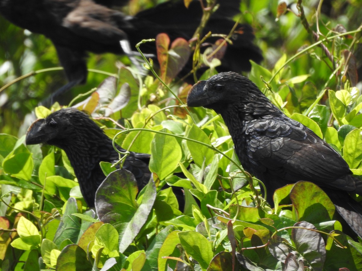Smooth-billed Ani - ML643931299