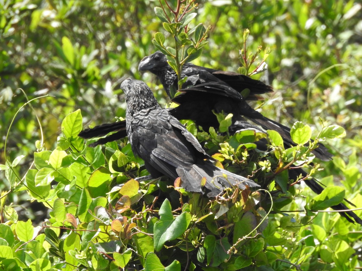 Smooth-billed Ani - ML643931300