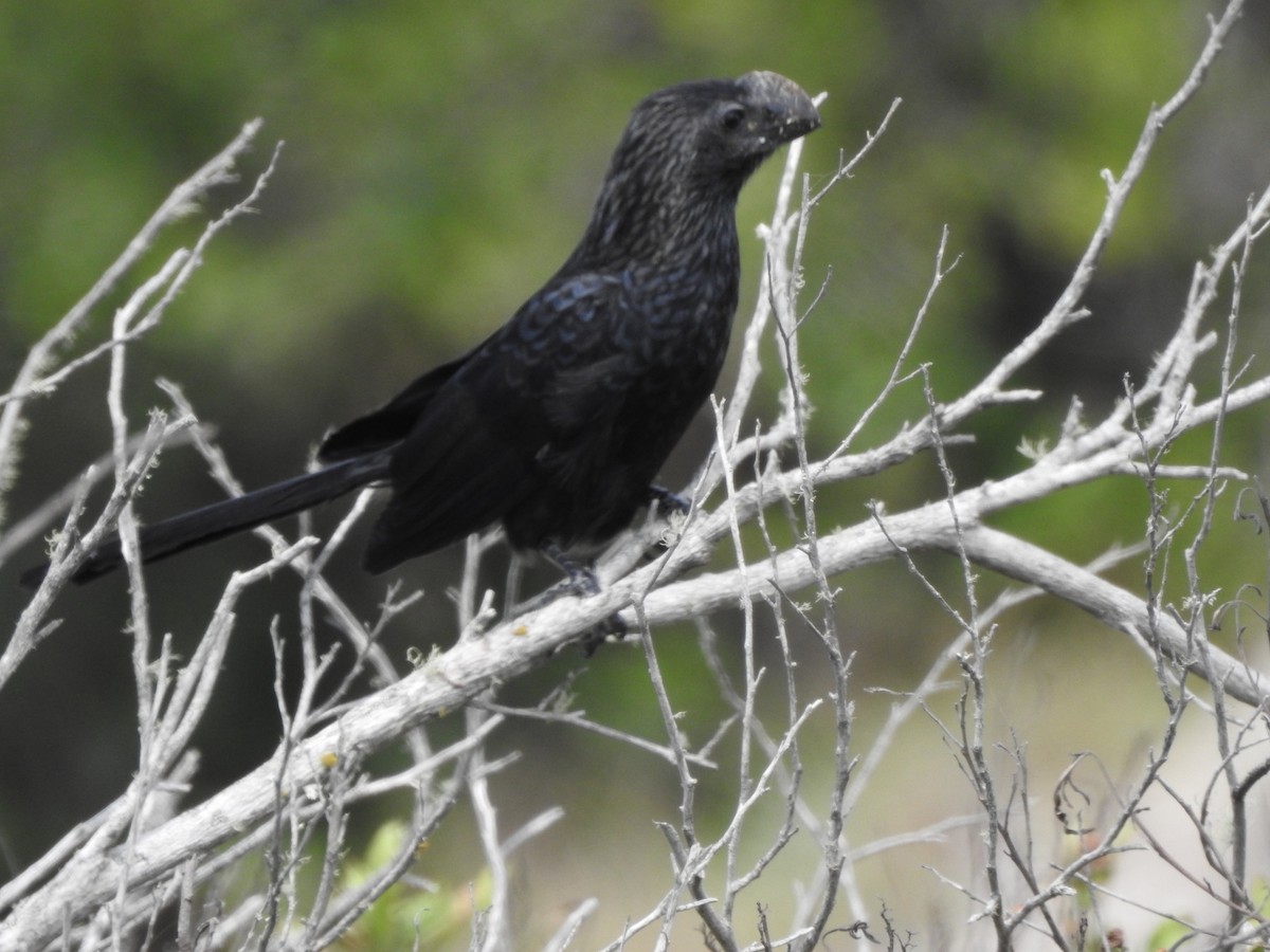 Smooth-billed Ani - ML643931301