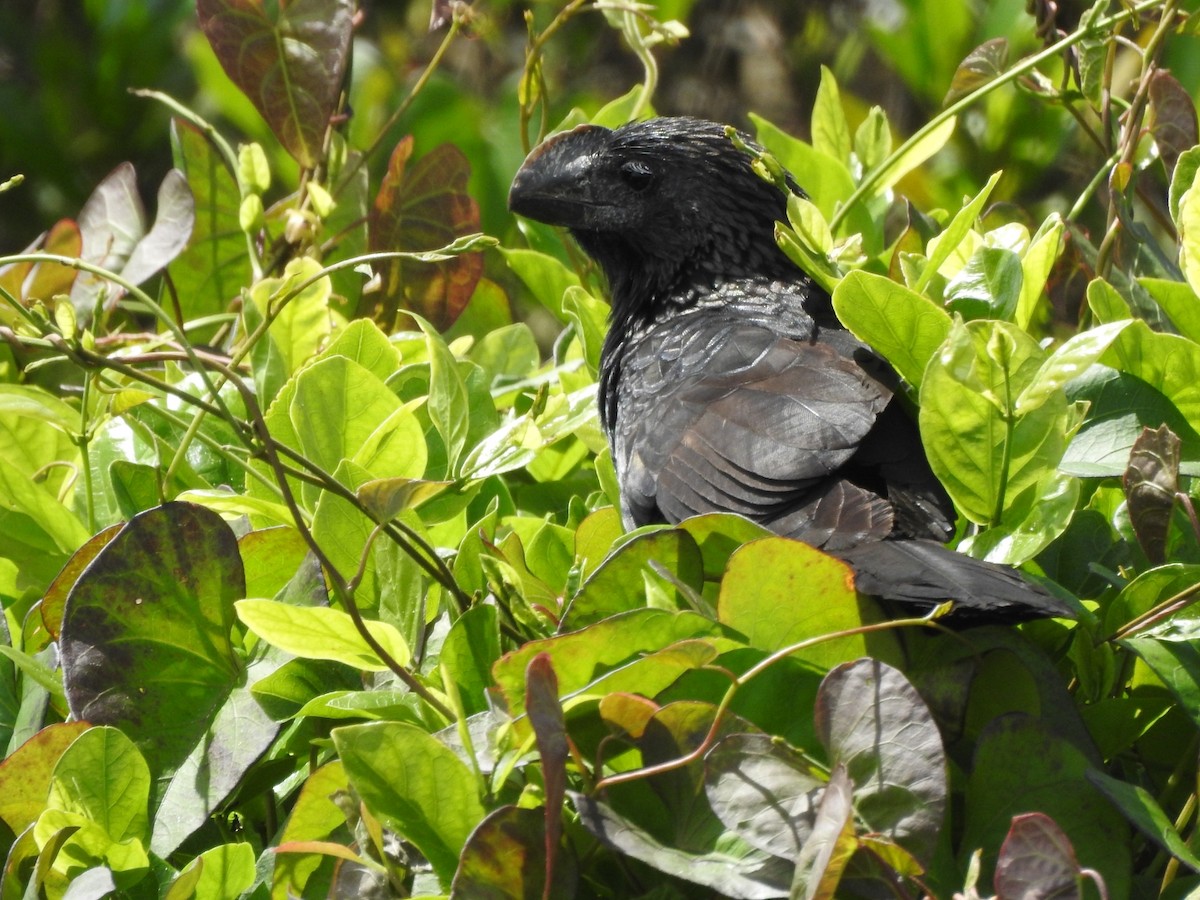 Smooth-billed Ani - ML643931302