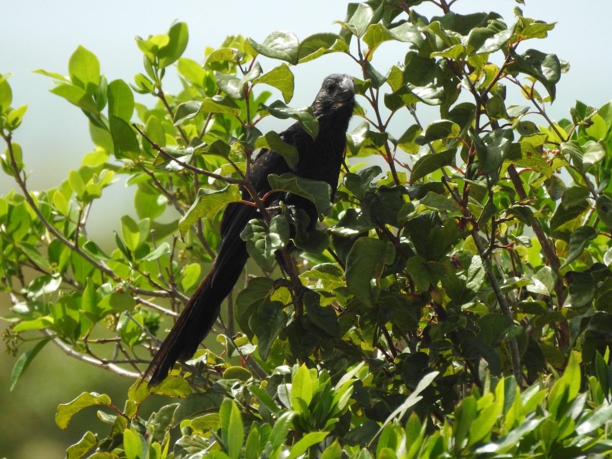 Smooth-billed Ani - ML643931303