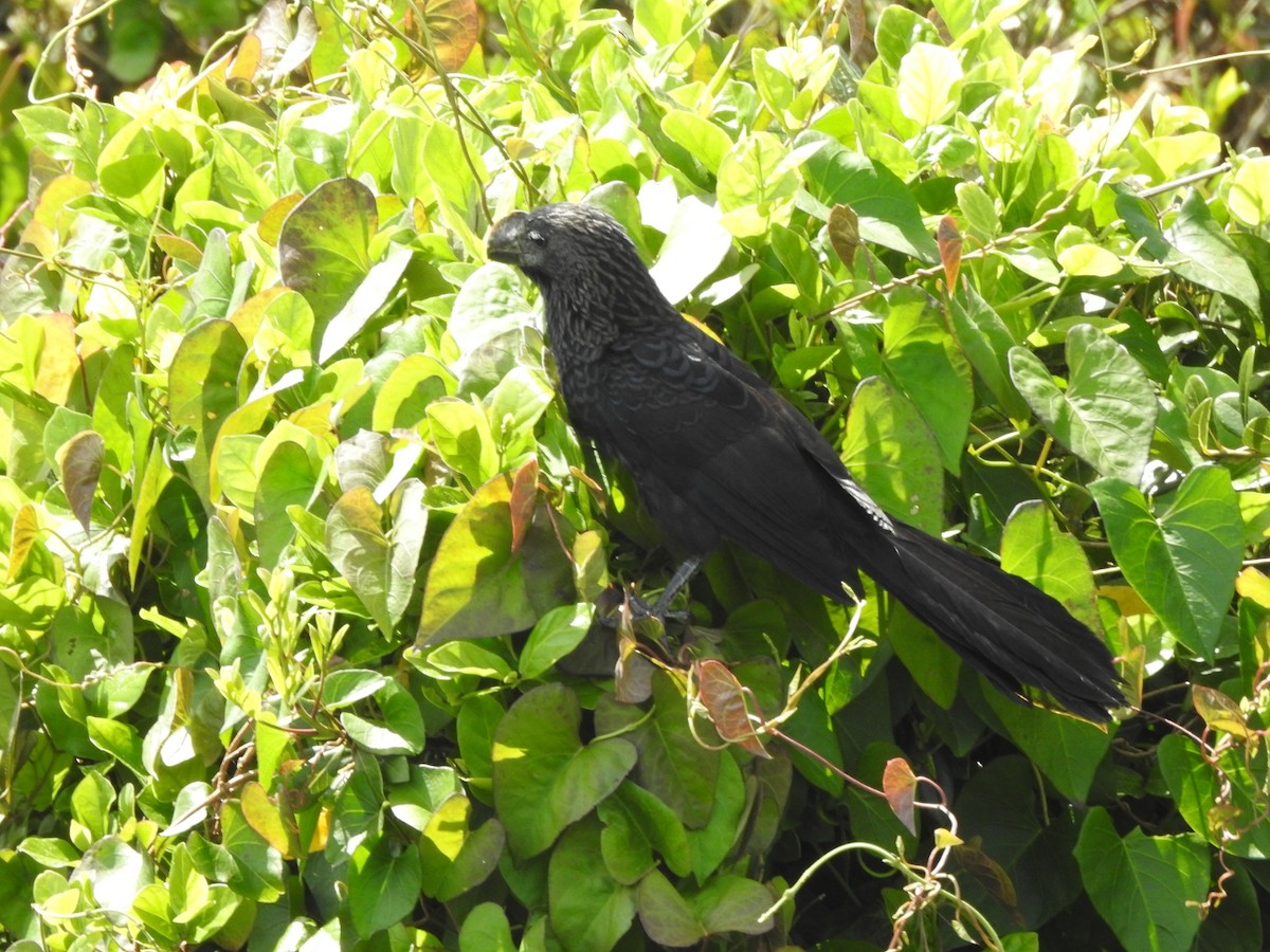 Smooth-billed Ani - ML643931304