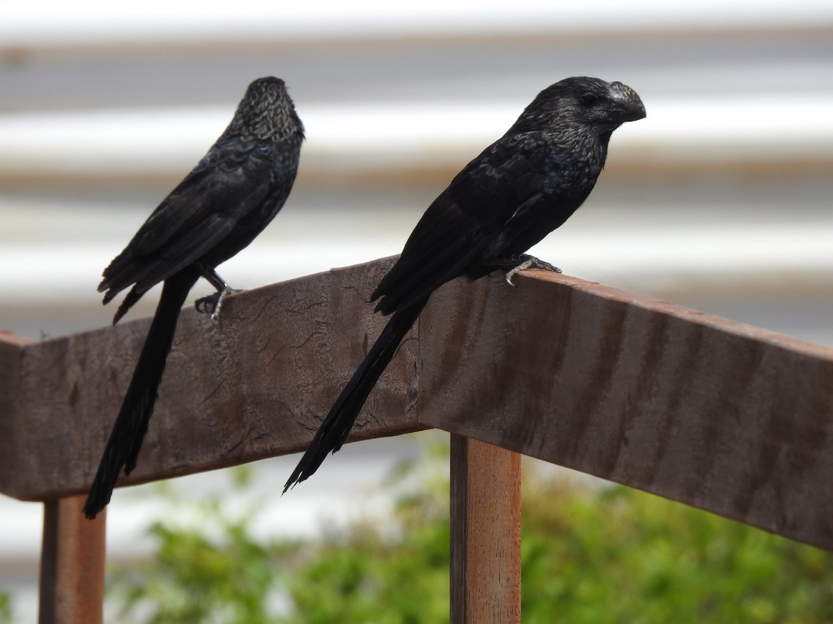 Smooth-billed Ani - ML643931305