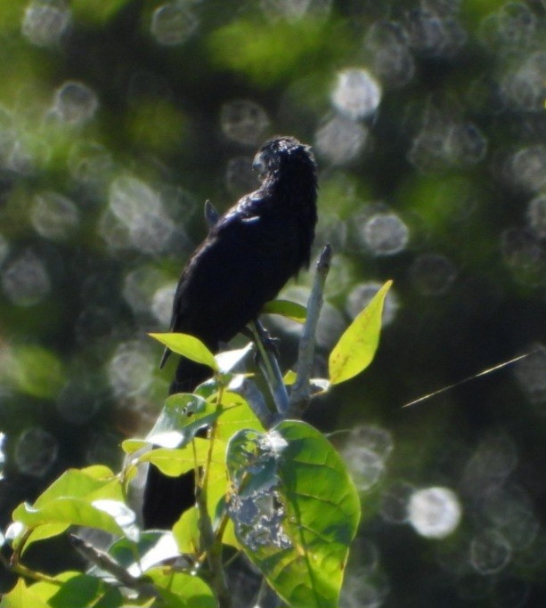 Smooth-billed Ani - ML643931306
