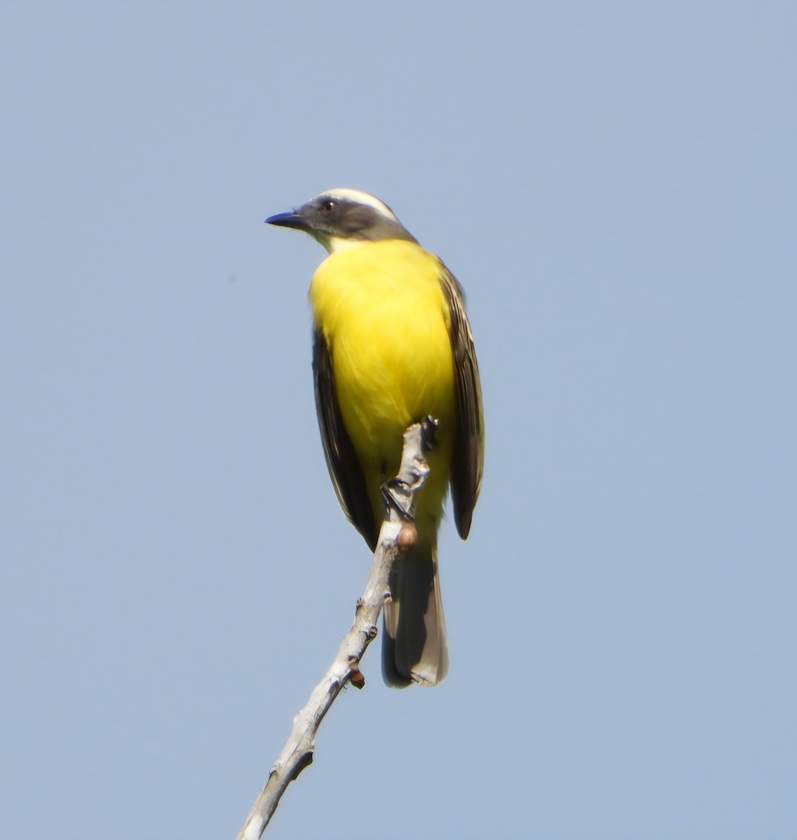 Sosyal Tiran - ML643931310