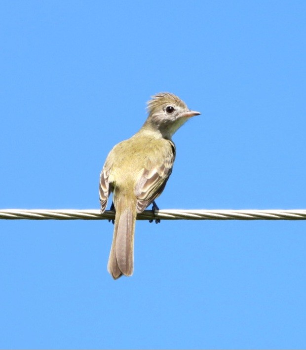 Yellow-bellied Elaenia - ML643931329