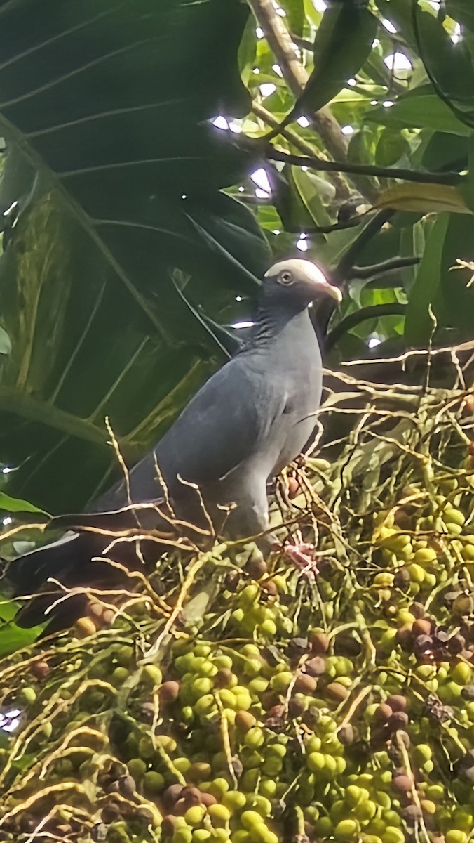 White-crowned Pigeon - ML643931330