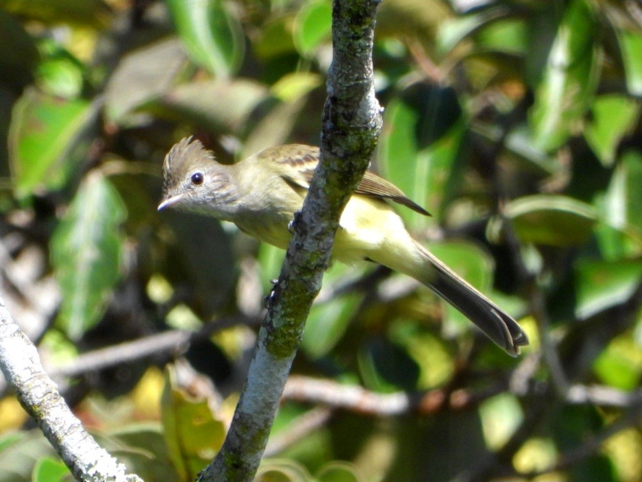 Yellow-bellied Elaenia - ML643931331