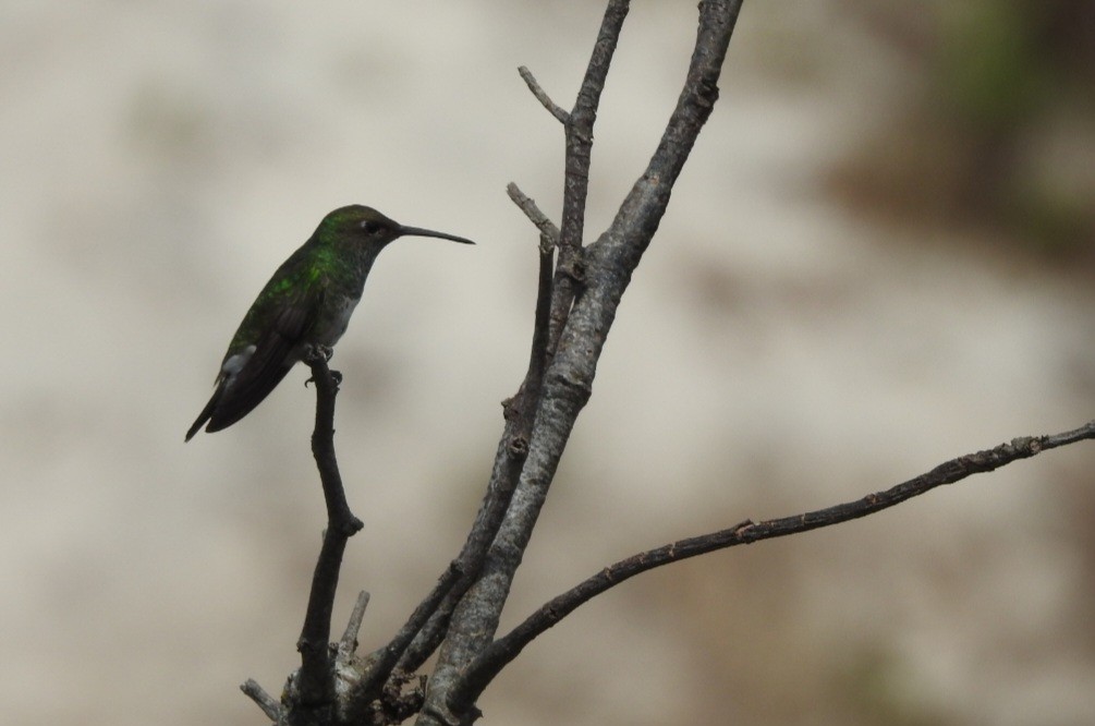 Glittering-throated Emerald - ML643931334