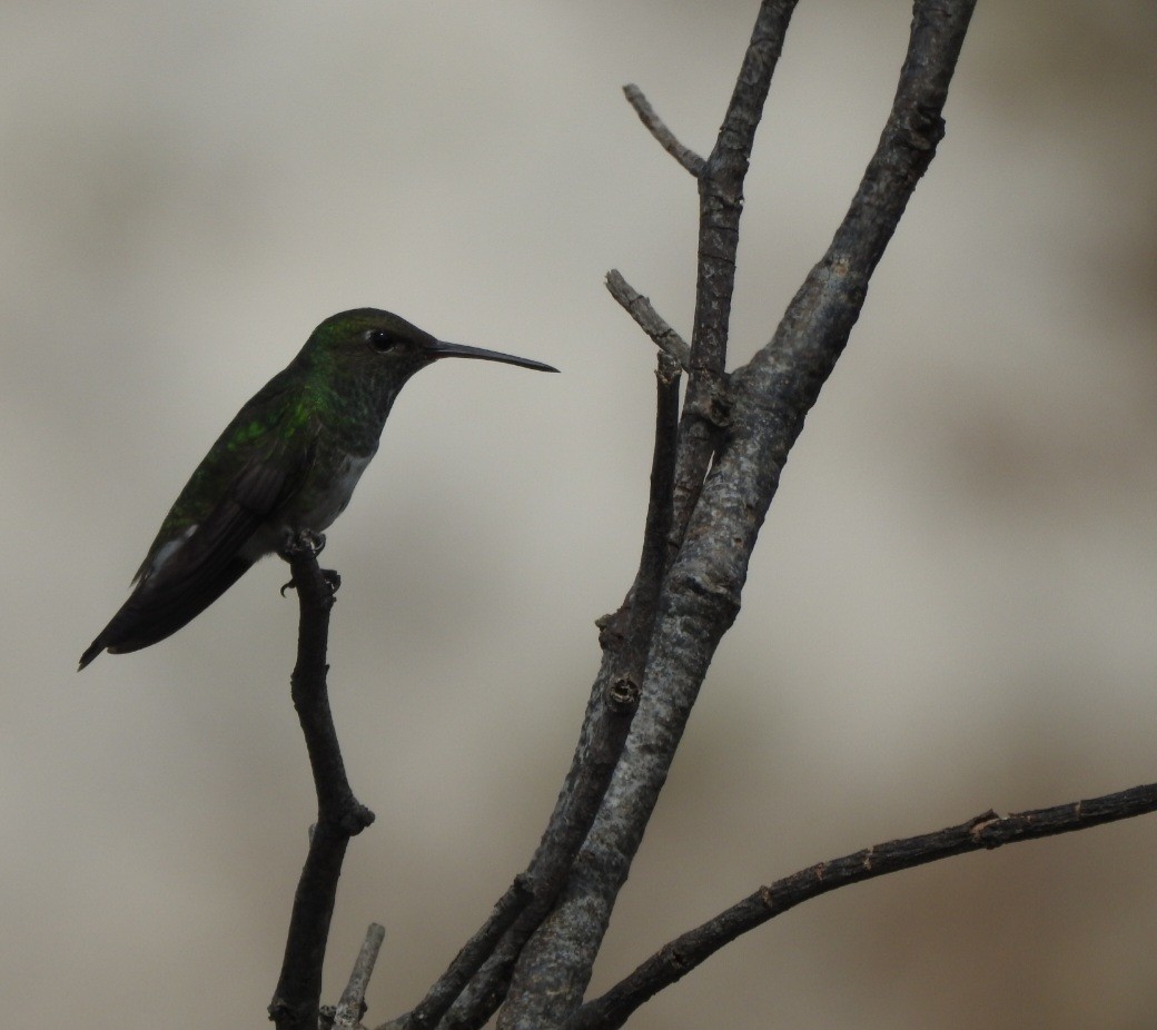 Glittering-throated Emerald - ML643931335