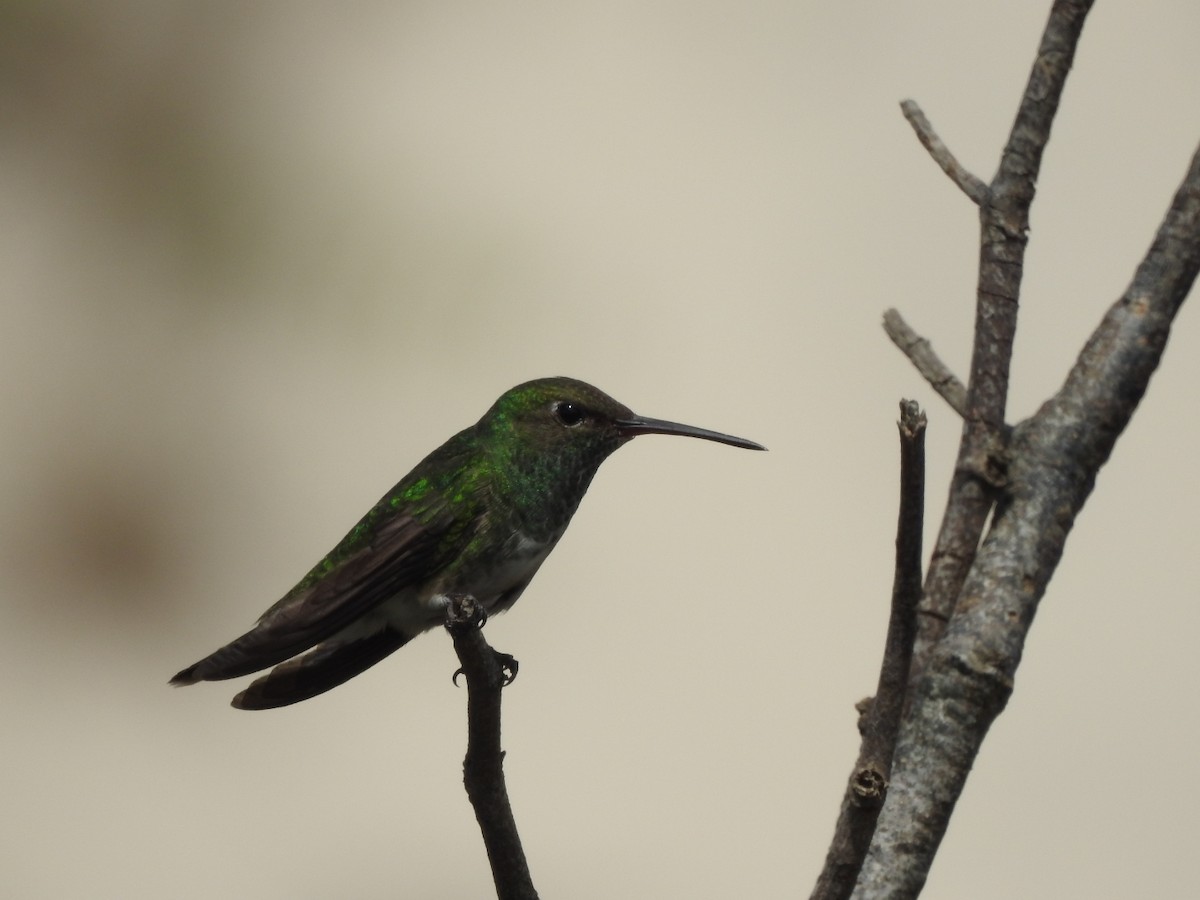 Glittering-throated Emerald - ML643931336