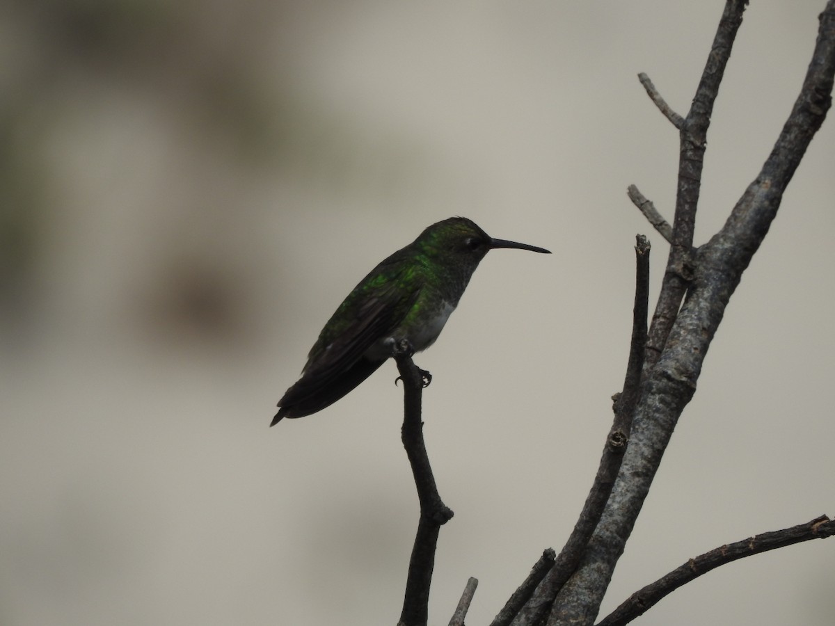 Glittering-throated Emerald - ML643931337