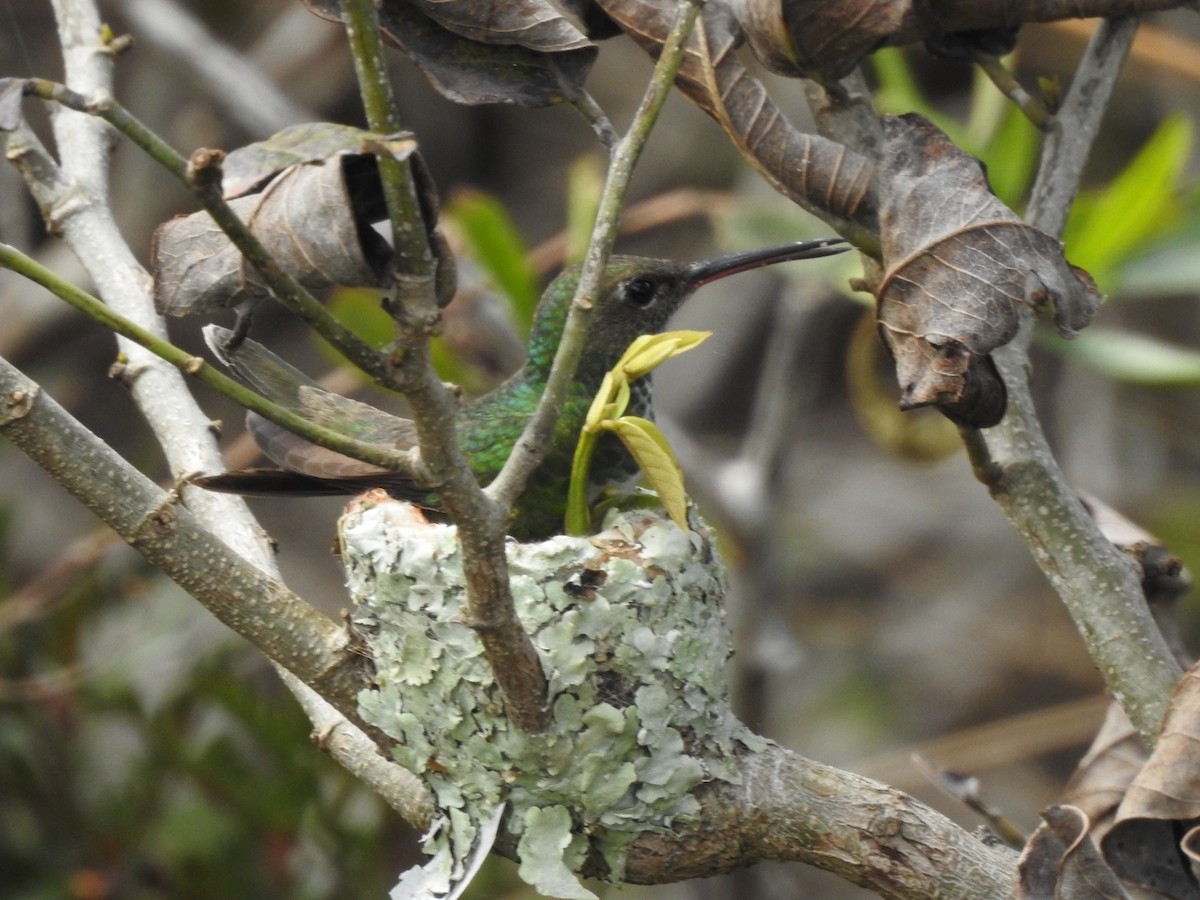 Glittering-throated Emerald - ML643931338