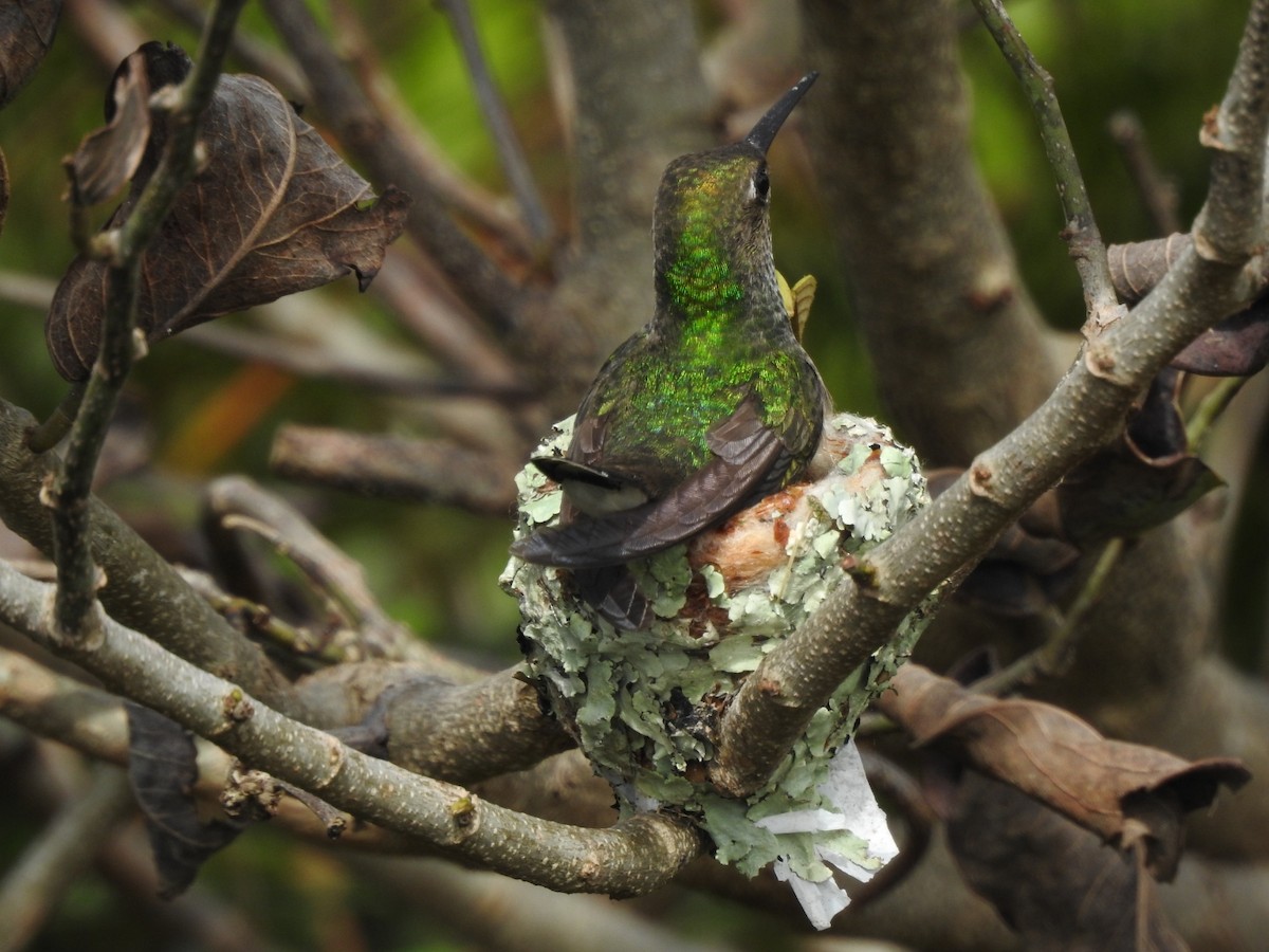 Glittering-throated Emerald - ML643931339