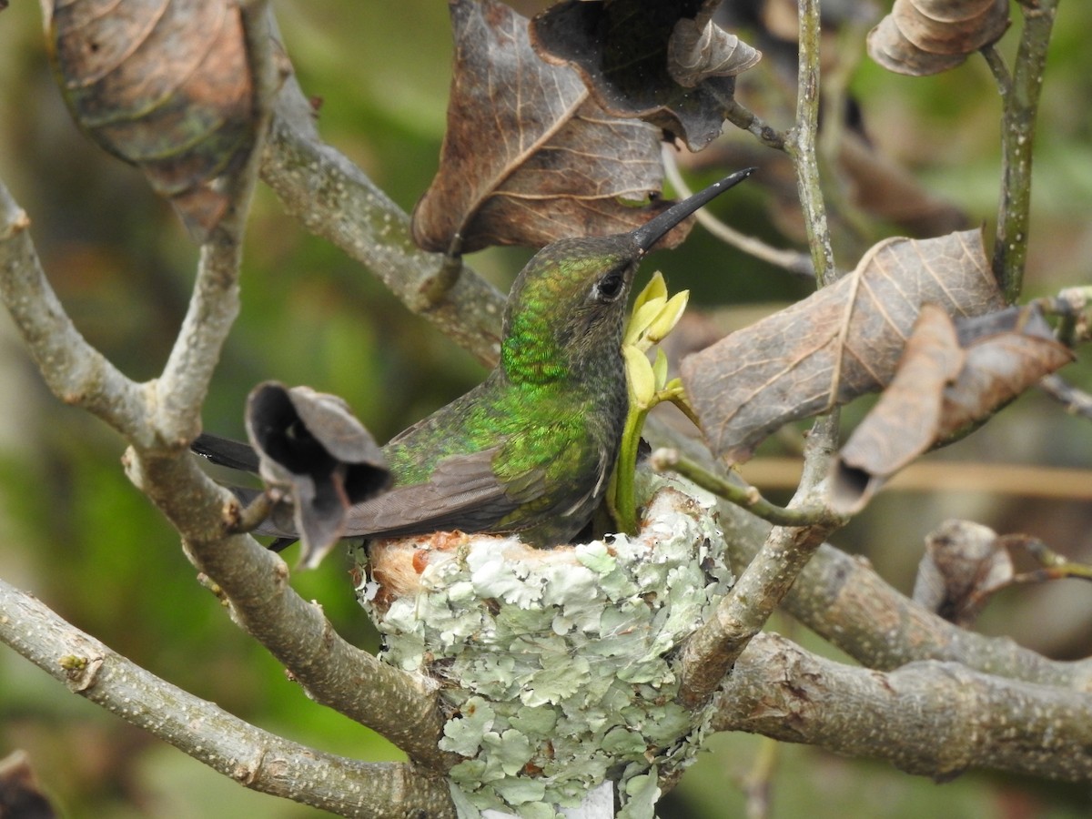 Glittering-throated Emerald - ML643931340