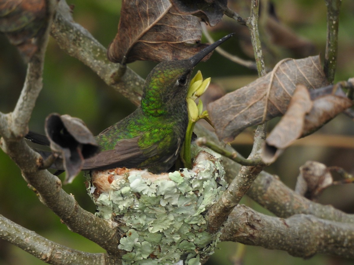 Glittering-throated Emerald - ML643931341