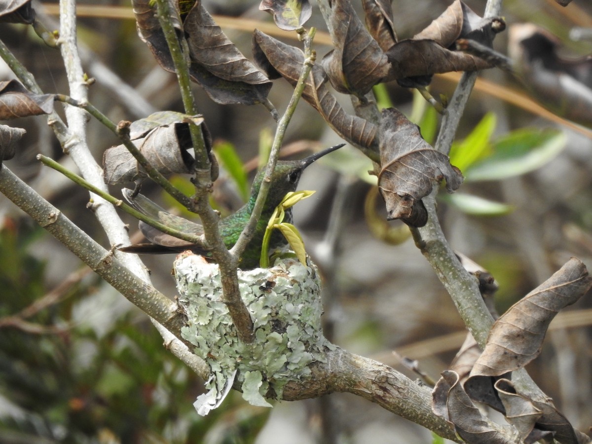 Glittering-throated Emerald - ML643931342