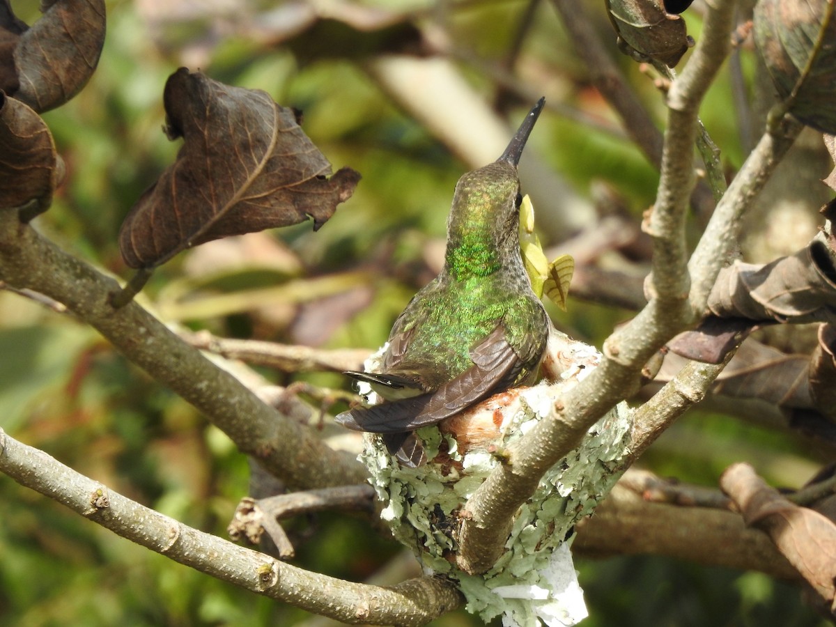 Glittering-throated Emerald - ML643931343