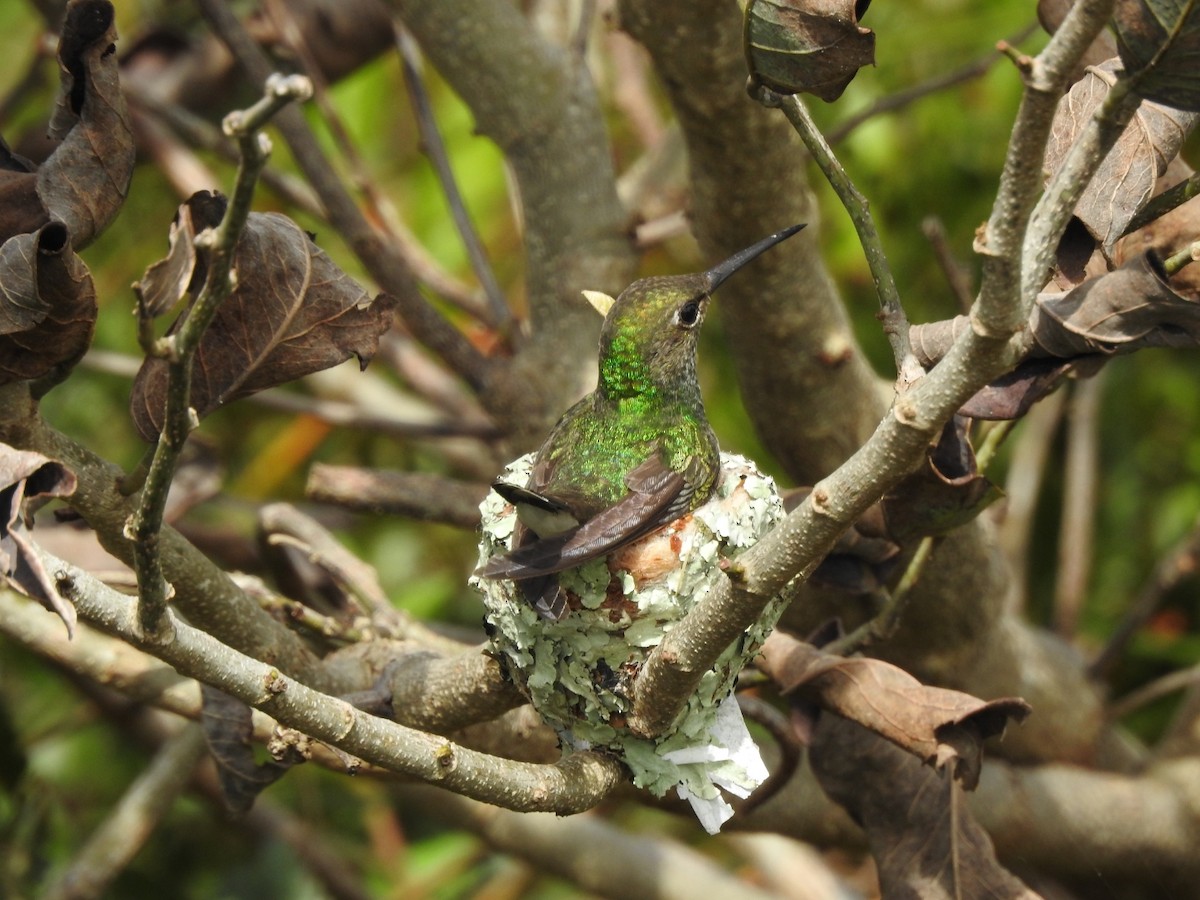 Glittering-throated Emerald - ML643931344