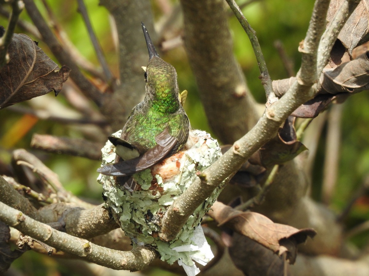 Glittering-throated Emerald - ML643931346