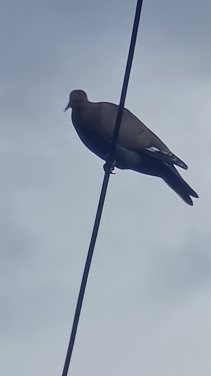 Zenaida Dove - ML643931347