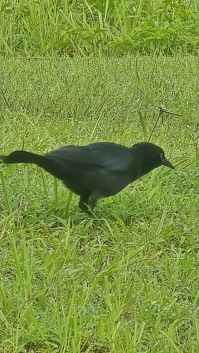 Greater Antillean Grackle - ML643931357