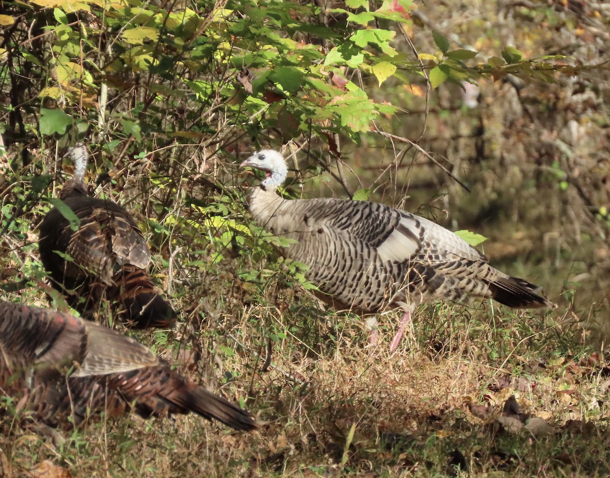 Wild Turkey - ML643931362