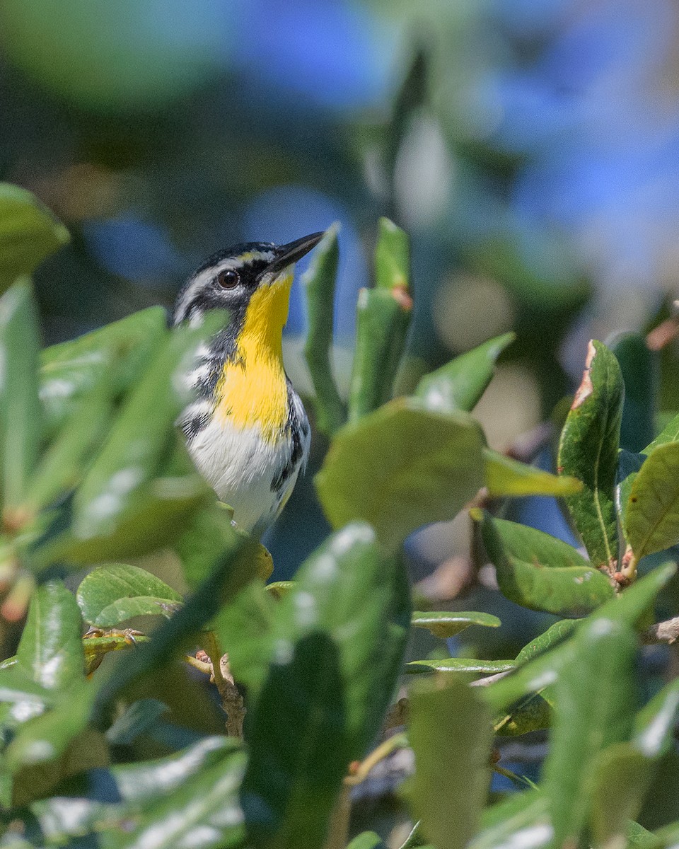 Yellow-throated Warbler - ML643931370