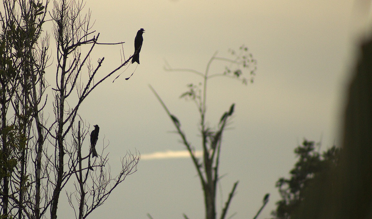 Greater Racket-tailed Drongo - ML643931371
