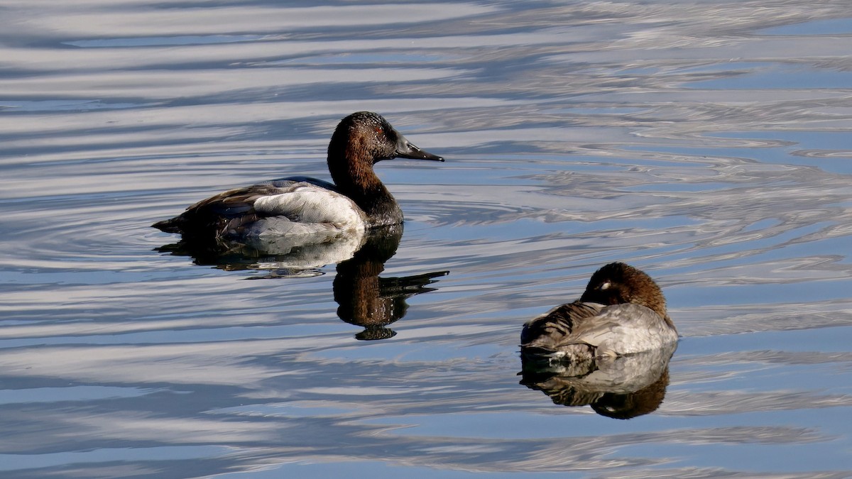 Canvasback - ML643931373