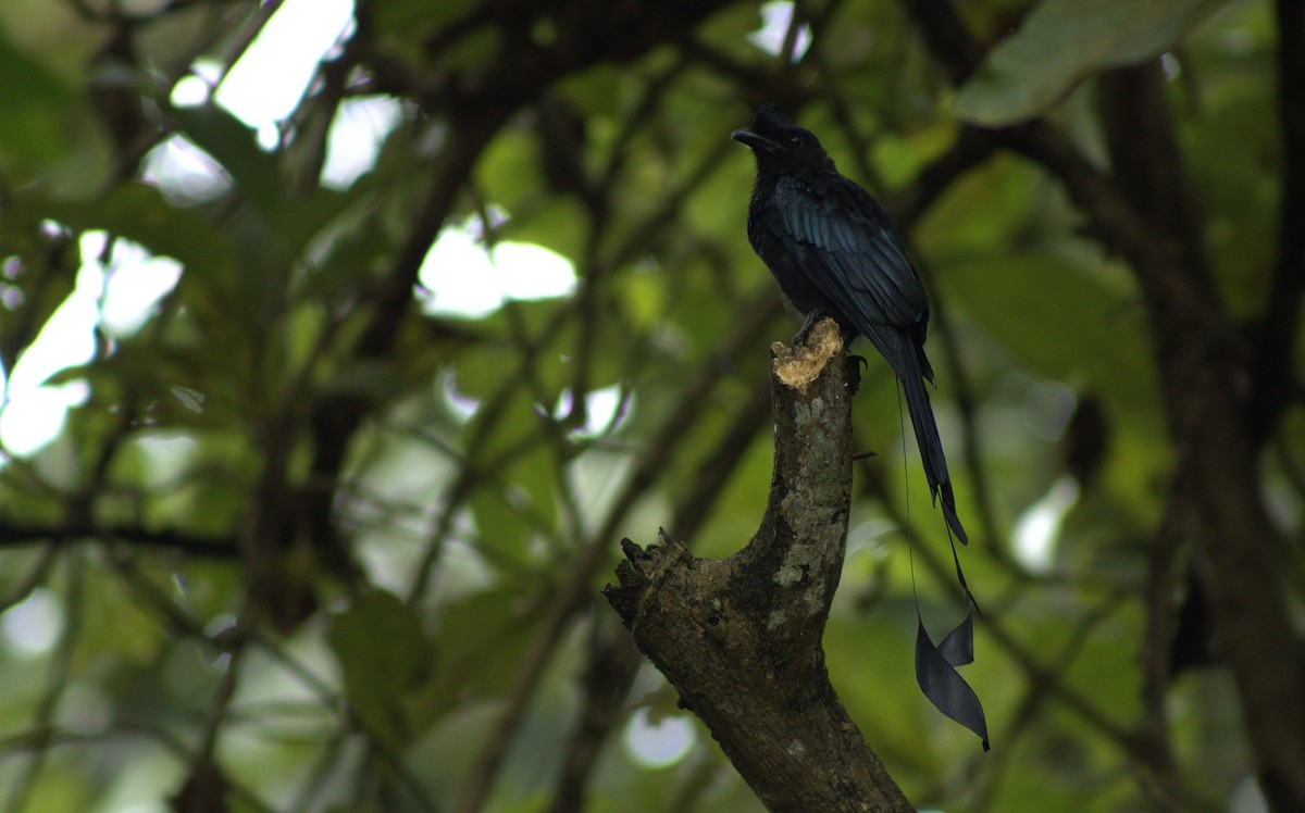 Greater Racket-tailed Drongo - ML643931378