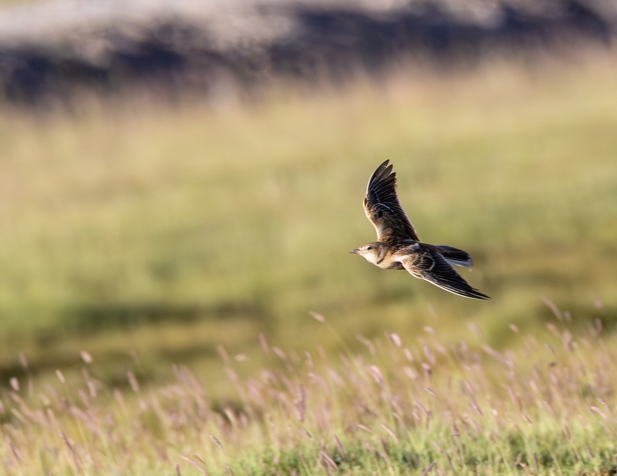 Tibetan Lark - ML643931415