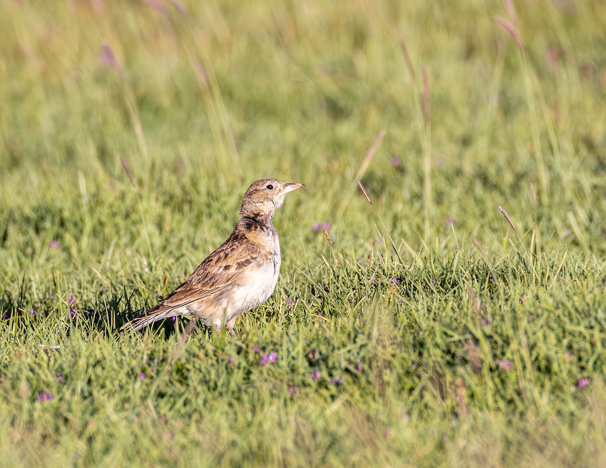 Tibetan Lark - ML643931416
