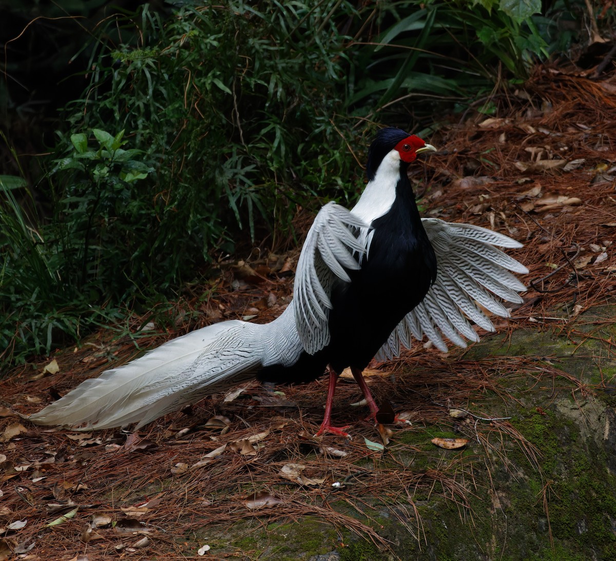 Silver Pheasant - ML643931419