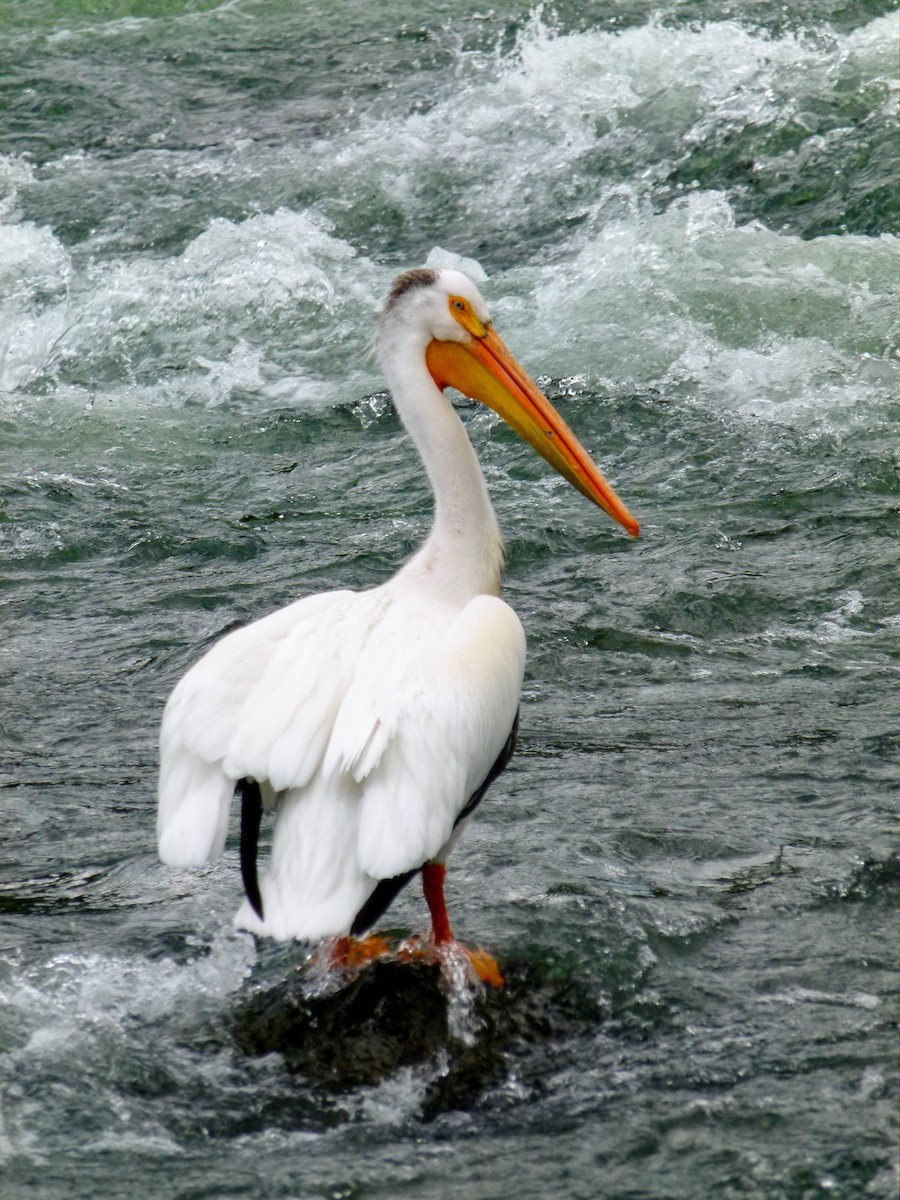 American White Pelican - ML643931426