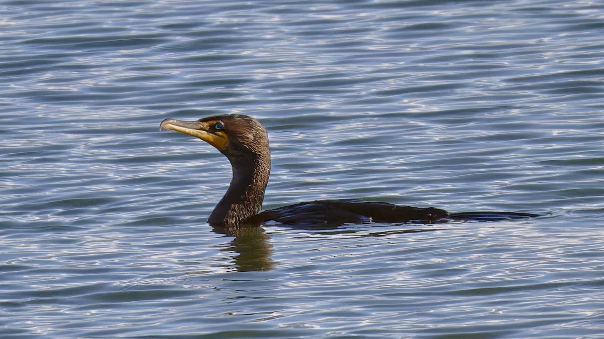 Double-crested Cormorant - ML643931427
