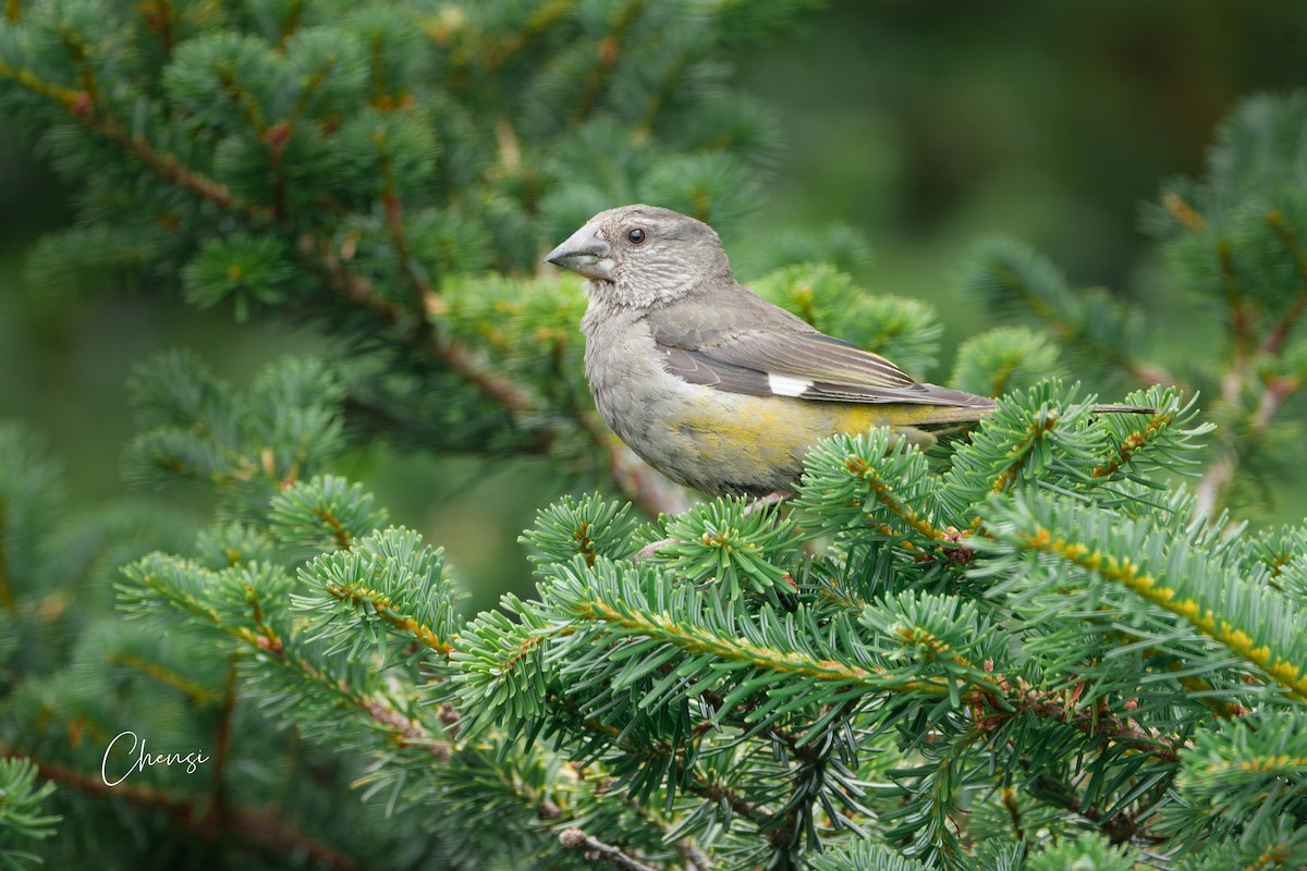White-winged Grosbeak - ML643931449
